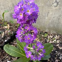 クリンソウの画像