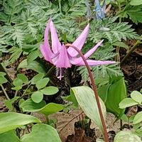 カタクリ,エゾエンゴサク,白花カタクリ,カタクリとエゾエンゴサク,菊咲いちげの画像