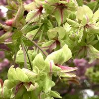 サクラ,ハナズオウ,フジ,緑の桜 ｢御衣黄(ぎょいこう)｣の画像