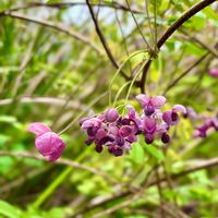アケビ,山野草,野草の画像