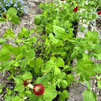 ストロベリーキャンドル,ワスレナグサ,フクロナデシコ,リビングストーンデージー,いつもありがとう♡の画像