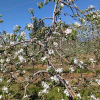 リンゴ,田舎暮らし,花のある暮らし,楽しい田舎暮らし,りんご園の画像