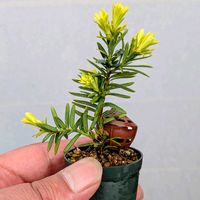 金キャラ,盆栽,ミニ盆栽,盆栽苗木,まめ盆栽の画像