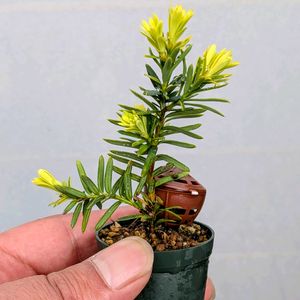 金キャラ,盆栽,ミニ盆栽,盆栽苗木,まめ盆栽の画像