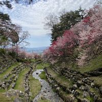 サクラ,サクラ,シャクナゲ,シャクナゲ,スイセンの画像