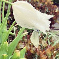 ツツジ,ハツユキカズラ,マツバトウダイ,癒し…♡,庭の画像