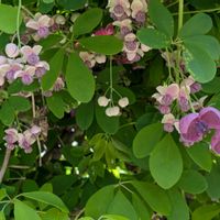 アケビ,めばな(雌花),おばな(雄花)の画像