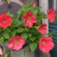 サフィニア,寄せ植え色々,✨今日のお花✨,可憐,ビタミンカラーの画像