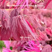 レウィシア,サラセニア、,トキワマンサク,オステオスペルマム  ラグール,食虫植物の画像