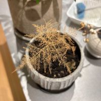 アスパラガスの画像