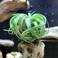 チランジア,ティランジア,ストレプトフィラ×イオナンタ,チランジア属,着生植物の画像