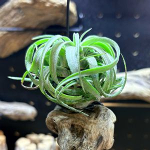 チランジア,ティランジア,ストレプトフィラ×イオナンタ,チランジア属,着生植物の画像