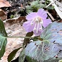 イワウチワ,可憐な花,ピンクワールドへ ようこそ,明日はきっと良い日になる,2019同期の画像