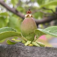 カリン,花梨,花梨の実,かりんの実,花梨の木の画像
