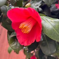 サザンカの画像