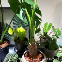 クワズイモ,ポトス・エンジョイ,フィロデンドロン・シルバーメタル,モンステラ・デリシオーサ,アロカシア・オドラの画像