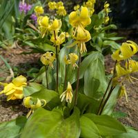 カタクリの画像