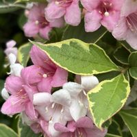 イキシア,ハゴロモジャスミン,レッドキャンピオン,ハコネウツギ(箱根空木),散歩中の画像