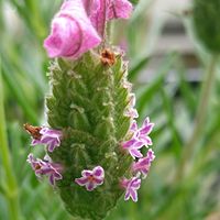 シソ,ラベンダー,ラベンダー,フレンチラベンダー,フレンチラベンダーの画像