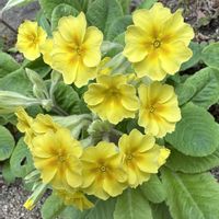 プリムラ,キュンキュン乙女倶楽部,春だよイエロー祭,イエローハピネス,庭の画像