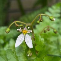 ユキノシタ,ユキノシタ,鉢植え,今日の一枚,玄関アプローチの画像