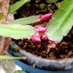 シャコバサボテン,花芽,室内縁側温室,山梨の家の画像