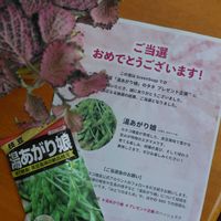 枝豆,湯あがり娘,湯あがり娘,プレゼント企画,種まき中毒の画像