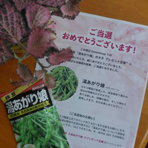 枝豆,湯あがり娘,湯あがり娘,プレゼント企画,種まき中毒の画像