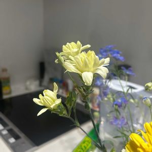 スプレーカーネーションの画像