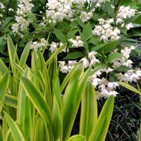 シラン,モリムラマンネングサ,ヒメウツギ,ネギ坊主の画像