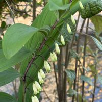 アマドコロ,ピンクのかすみ草,シラーカンパニュラータ,ツツジのつぼみ,大輪一重咲きピンクのかすみ草の画像