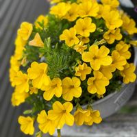 カリブラコア,鉢植え,黄色い花,❤️いいね、ありがとうの画像