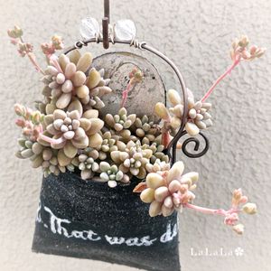 姫秋麗,多肉植物,花芽,癒し,可愛い❤の画像