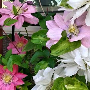 クレマチス,白モッコウバラ,クレマチス リトルマーメイド,クレマチス雪おこし,鉢植えの画像