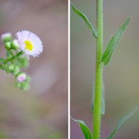 ヒメジョオン,広い庭の画像