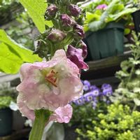 クリスマスローズ,バーバスカム,バーバスカム,ウォーターマッシュルーム,アナベルの画像