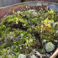 苔(コケ),子持ち蓮華の画像