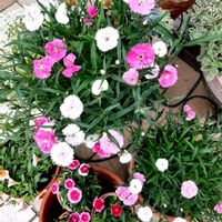 セダム,ナデシコ,ハボタン,ローズマリー,ビオラの画像