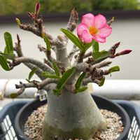 アデニウム,アデニウム アラビカム,塊根植物,アデニウムアラビカム,オソロでトキメキの画像
