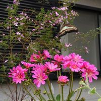 アジュガ,レウィシア,ガーデンシクラメン,ボロニア・ピナータ,ひな草の画像