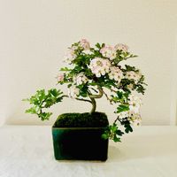 サンザシ,さんざし,盆栽,山査子(サンザシ)の画像