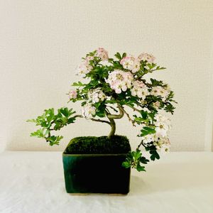 サンザシ,さんざし,盆栽,山査子(サンザシ)の画像