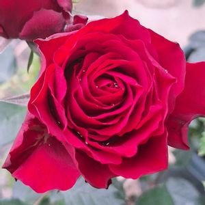 バラ・ミニバラ,バラを楽しむ,咲いてくれてありがとう❤,おうち園芸,小さな庭の画像