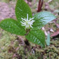 ヒトリシズカ,桜草,ラグラス（バニーテール）,小さな花壇,チーム新潟の画像