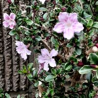 シラン,ハクチョウゲ,北向の裏庭の画像