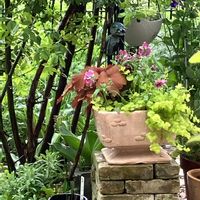 スイートピー,リシマキア,スイートピー ネイビーブルー,花のある暮らし,私の庭の画像