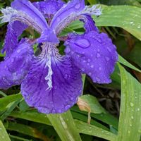 イチハツ,小さな幸せ♡,花のある暮らし♡,健康に感謝,わが家の畑の画像