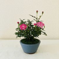バラ,ミニバラ,盆栽,ミニ薔薇,バラ・ミニバラの画像