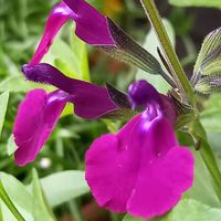 チェリーセージ,バーベナ,バーベナ,ロベリア,ディアスキアの画像