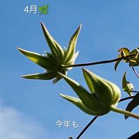 アジサイ,ガザニア,クレマチス,バラ,ローダンセマムの画像